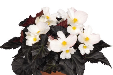 Begonia Unstoppable Variety Image Upright White0.jpg